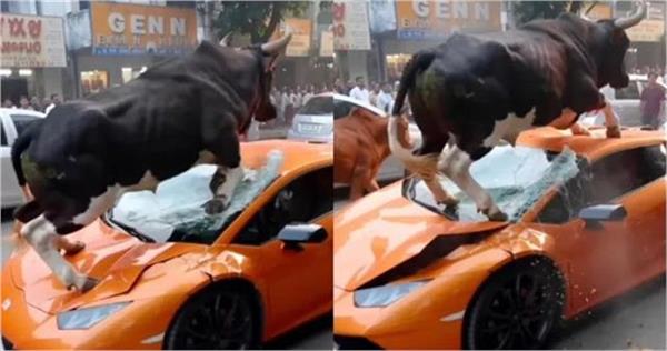 two bulls jump on a lamborghini parked on the road video viral