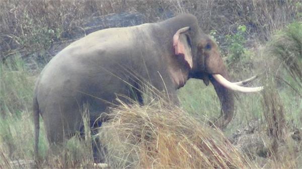 one person died in an elephant attack