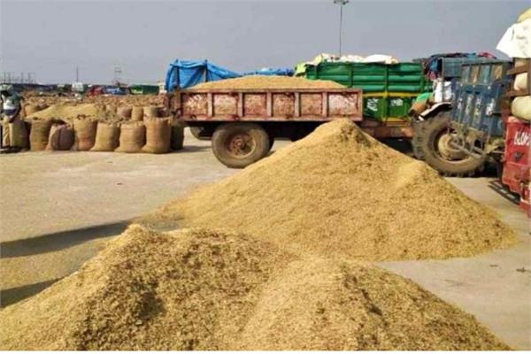 paddy harvesting work intensified due to intense sunshine