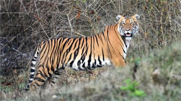 woman injured in tiger attack in bahraich