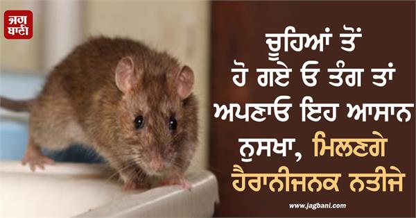 rats house orange chemical