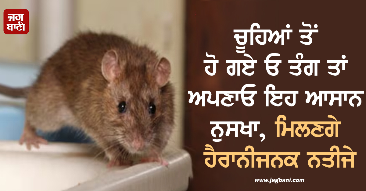 ਚੂਹਿਆਂ ਤੋਂ ਹੋ ਗਏ ਓ ਤੰਗ ਤਾਂ ਅਪਣਾਓ ਇਹ ਆਸਾਨ ਨੁਸਖਾ, ਮਿਲਣਗੇ ਹੈਰਾਨੀਜਨਕ ਨਤੀਜੇ