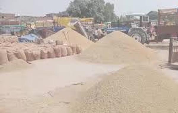 263445 metric tons of paddy purchased in gurdaspur mandis