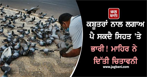 pigeon  food  health  doctor