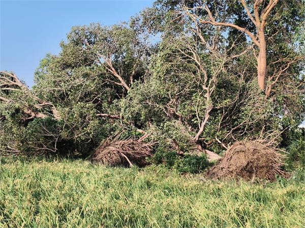 strong winds and storms caused havoc  trees over 100 years old fell