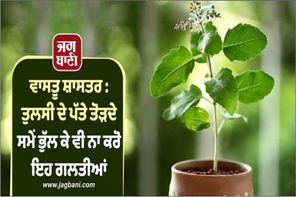 vastu shastra plucking basil leaves