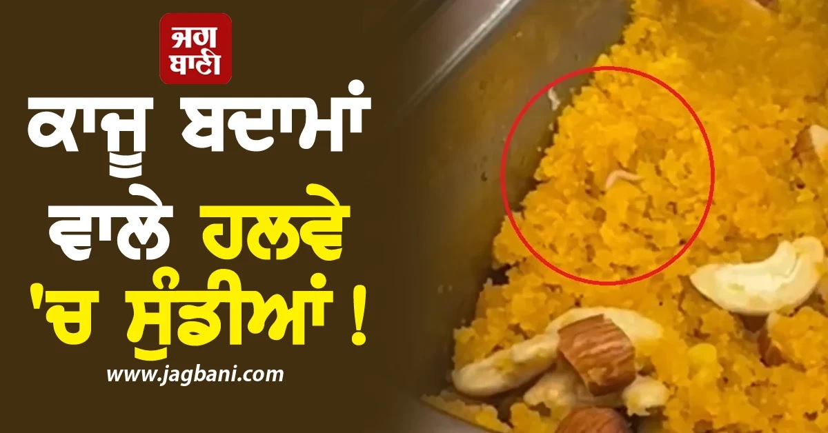 OMG! ਕਾਜੂ ਬਦਾਮਾਂ ਵਾਲੇ ਹਲਵੇ 'ਚ ਸੁੰਡੀਆਂ, ਵੀਡੀਓ ਦੇਖ ਲੋਕ ਬੋਲੇ- 'ਕਿਹੜੀ ਦੁਕਾਨ ਐ ਭਰਾ...'