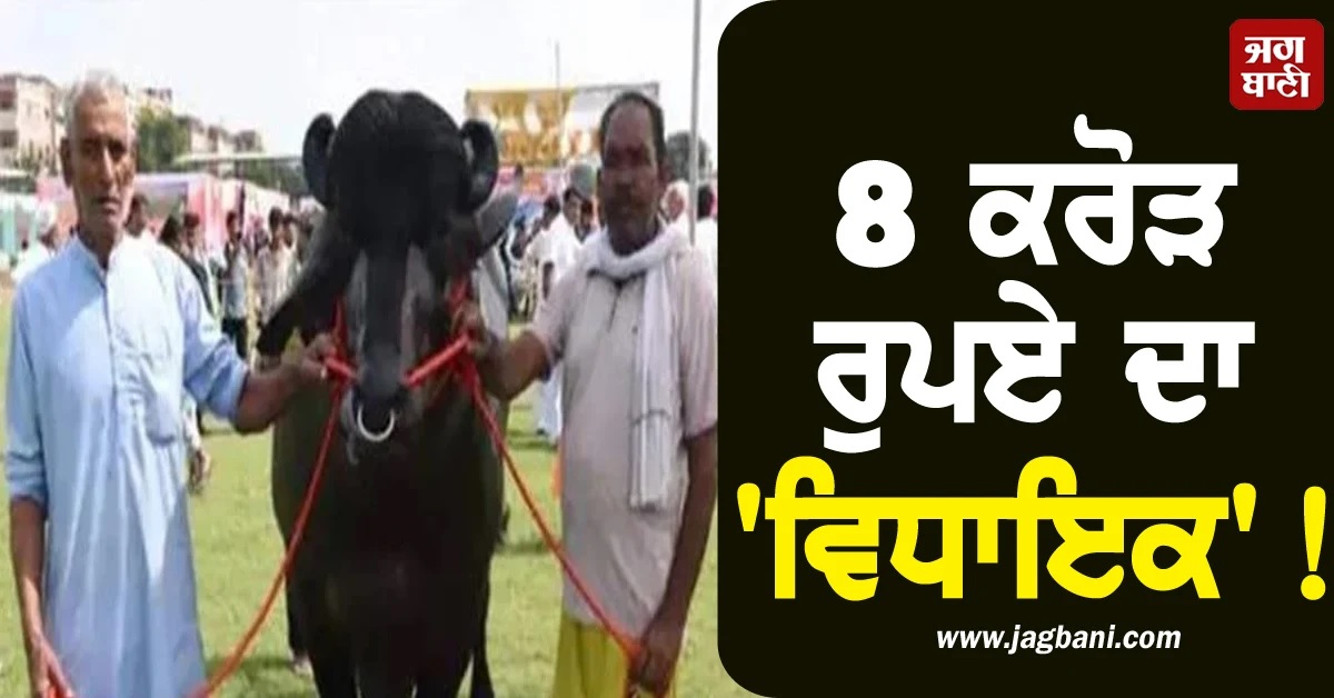 8 ਕਰੋੜ ਰੁਪਏ ਦਾ 'ਵਿਧਾਇਕ'! ਮੇਲੇ ਦੀ ਬਣਿਆ ਸ਼ਾਨ, ਸਾਲਾਨਾ ਕਮਾਉਂਦੈ 60 ਲੱਖ