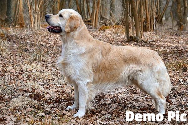 ludhiana dog theft