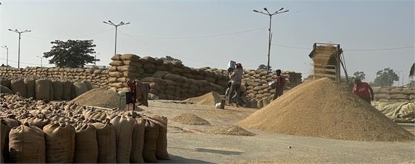 ludhiana grain market