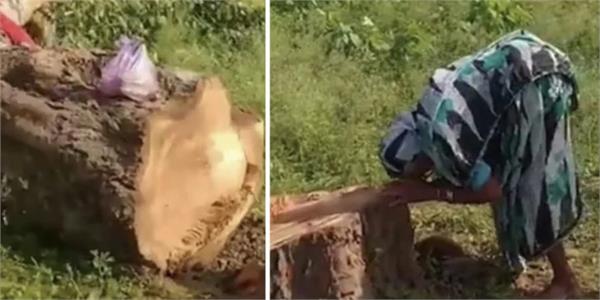elderly woman wept bitterly when tree was cut