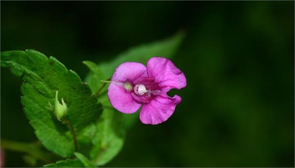 new species of balsam flower discovered
