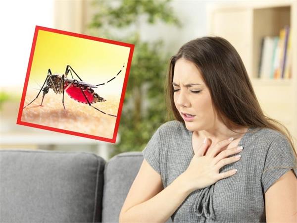 what to do if you have dengue and typhoid know the advice of doctors