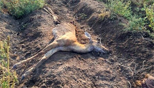 100 deer found dead in grand forks area of   canada