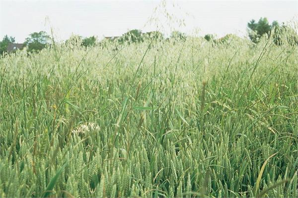 bayer launches new generation wheat weed killer mateno more