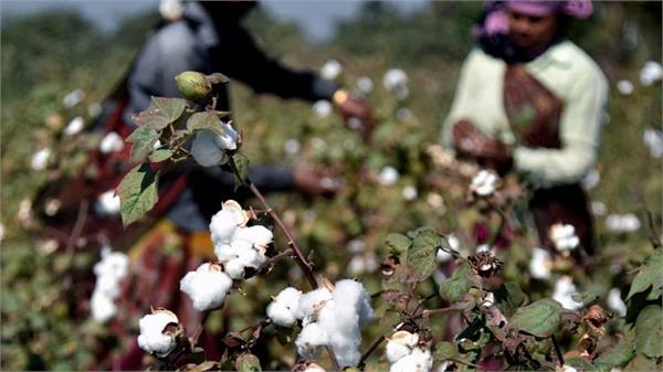 cotton production declines by 2 percent