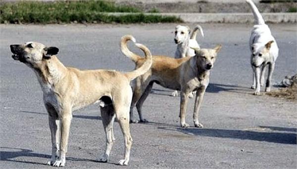 compensation in case of death due to dog bites