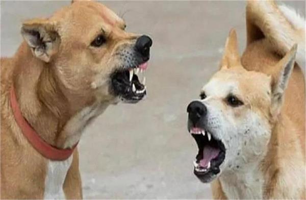 the terror of stray dogs is increasing