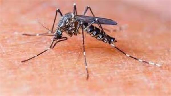 dengue cases cross 400