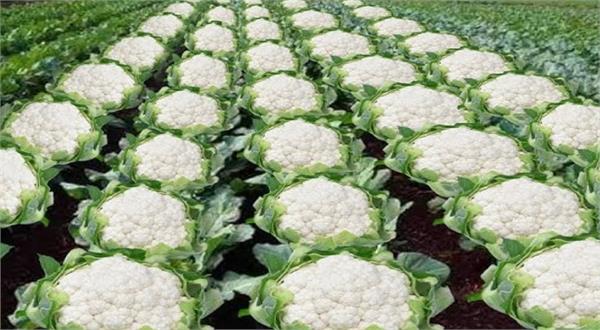 minister cabbage farming picture post