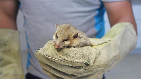 china  mission  space  rats  earth