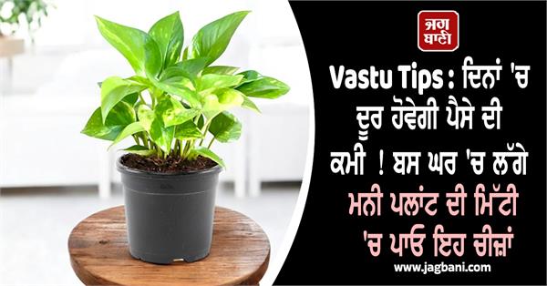 vastu tips  home  money plant  soil