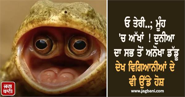 mouth eyes frog scientist world