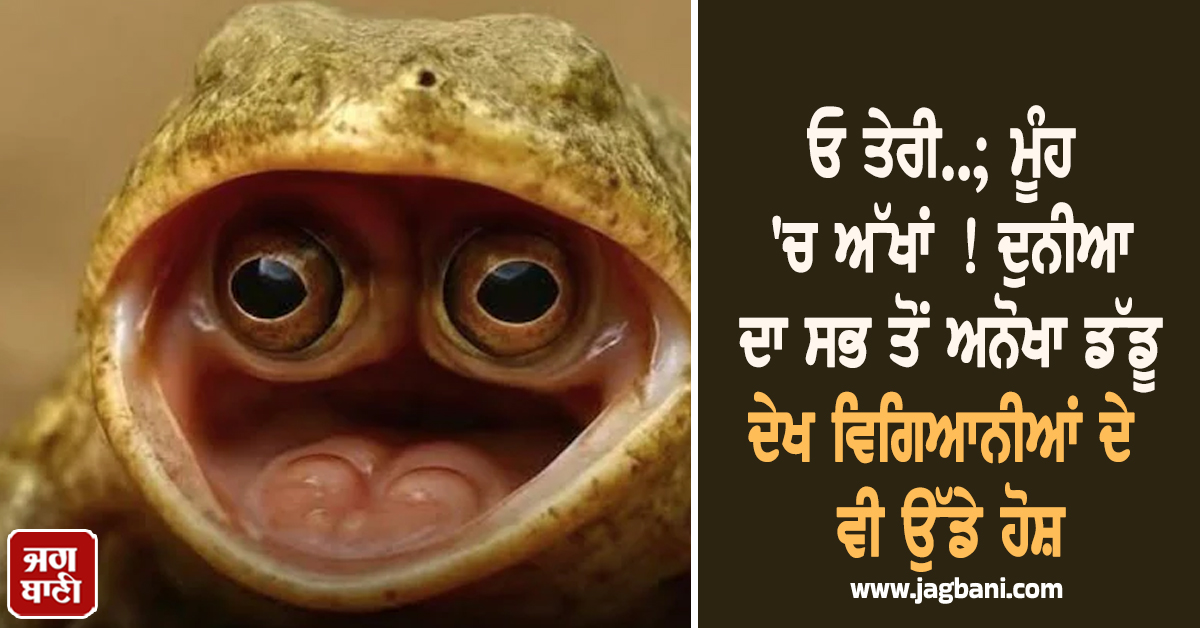 ਓ ਤੇਰੀ..; ਮੂੰਹ 'ਚ ਅੱਖਾਂ ! ਦੁਨੀਆ ਦਾ ਸਭ ਤੋਂ ਅਨੋਖਾ ਡੱਡੂ ਦੇਖ ਵਿਗਿਆਨੀਆਂ ਦੇ ਵੀ ਉੱਡੇ ਹੋਸ਼