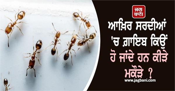 winter  insects  disappearing  scientists  weather