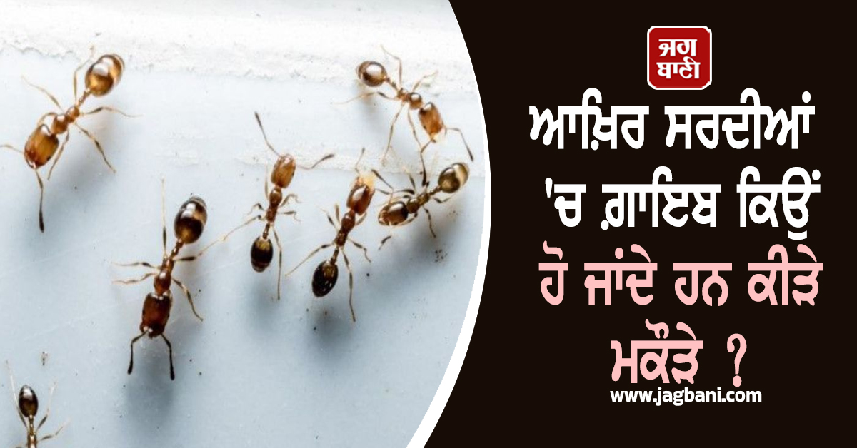 ਆਖ਼ਿਰ ਸਰਦੀਆਂ ''ਚ ਗ਼ਾਇਬ ਕਿਉਂ ਹੋ ਜਾਂਦੇ ਹਨ ਕੀੜੇ ਮਕੌੜੇ ? ਜਾਣੋ ਕੀ ਹੈ ਇਸ ਪਿੱਛੇ ਦਾ ਅਸਲ ਕਾਰਨ