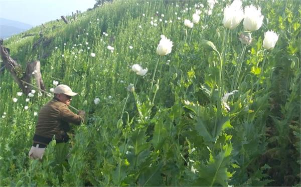 nearly 18 acres of illegal opium cultivation destroyed in manipur