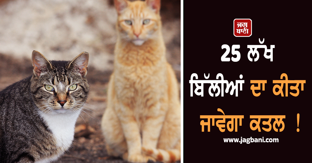 25 ਲੱਖ ਬਿੱਲੀਆਂ ਦਾ ਕੀਤਾ ਜਾਵੇਗਾ ਕਤਲ ! ਜਾਣੋ NZ ਪ੍ਰਸ਼ਾਸਨ ਨੇ ਕਿਉਂ ਲਿਆ ਇਹ ਖ਼ੌਫ਼ਨਾਕ ਫ਼ੈਸਲਾ