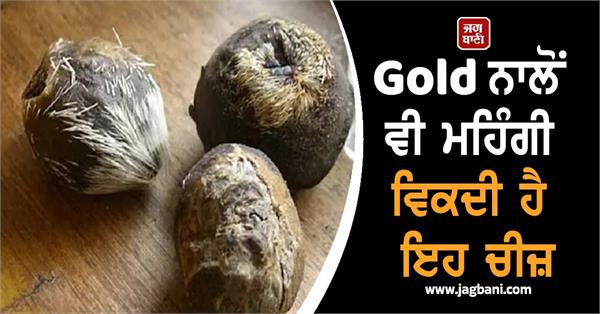 kasturi is more expensive than gold how is kasturi looks like