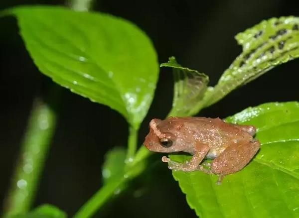 scientists amphibians species research