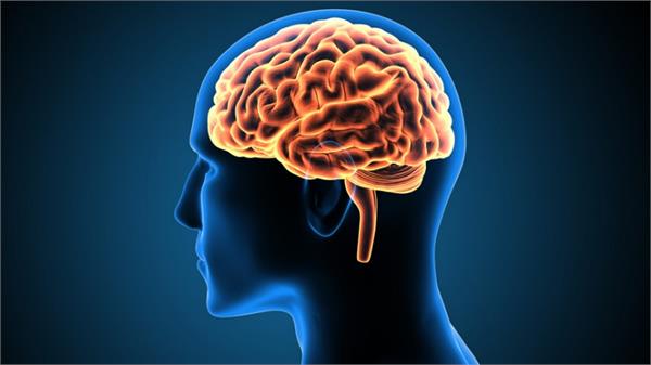 youth  aging  brain  new research