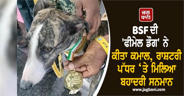 bsf tracker female dog receives bravery award