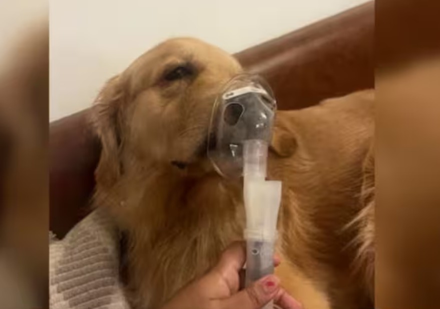 ਦਿੱਲੀ ਦੀ ਜ਼ਹਿਰੀਲੀ ਹਵਾ ਨਾਲ ਕੁੱਤਾ ਹੋਇਆ ਬਿਮਾਰ ! ਨੇਬੂਲਾਈਜ਼ਰ ਲੱਗੀ ਤਸਵੀਰ ਦੇਖ ਲੋਕ ਸਹਿਮੇ