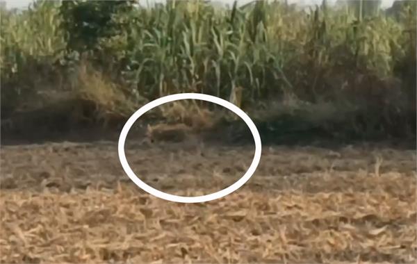 a leopard was spotted in the fields of gujjar katrala village in mukerian