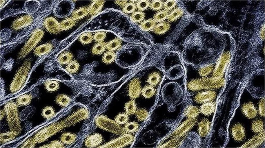 ਸਾਵਧਾਨ! ਇਸ ਬੀਮਾਰੀ ਨਾਲ ਦੁਨੀਆ ''ਚ ਪਹਿਲੀ ਵਾਰ ਹੋਈ ਮਨੁੱਖੀ ਮੌਤ, ਜਾਣੋ ਕਿੰਨੀ ਹੈ ਖਤਰਨਾਕ?