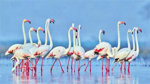 migratory birds arrive in large numbers in keshopur chamb