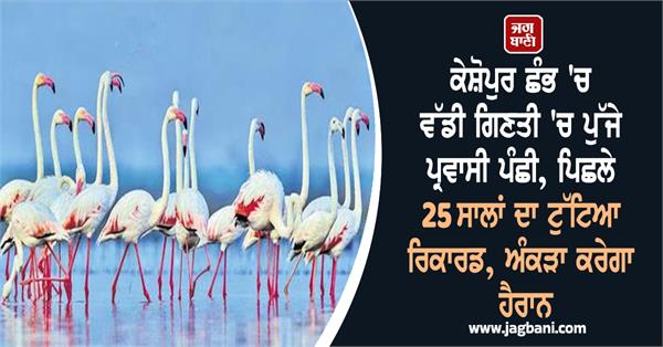 migratory birds arrive in large numbers in keshopur chamb