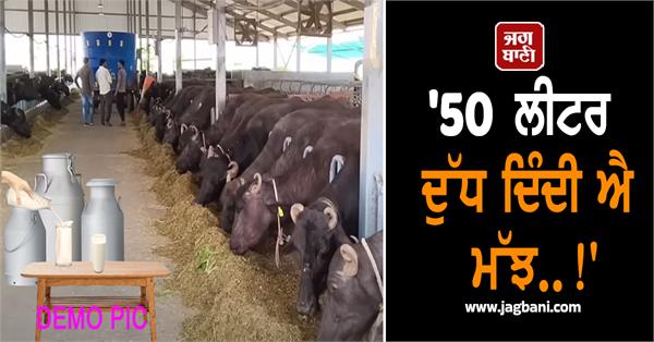 dairy businessman booked buffaloes seeing link on youtube cheated of lakhs