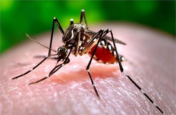 pakistan  one more dengue death in sindh