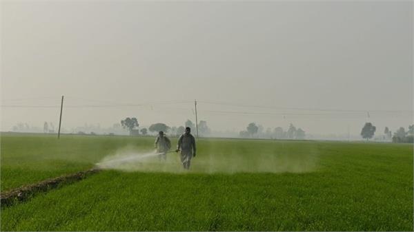 wheat sowing work completed in 2 5 lakh hectares of area in gurdaspur