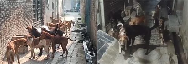 a group of dogs dangerous