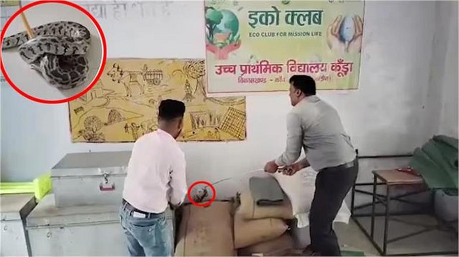 ਸਕੂਲ ਦੇ ਮਿਡ-ਡੇਅ ਮੀਲ ਰੂਮ ''ਚੋਂ ਮਿਲਿਆ 10 ਫੁੱਟ ਲੰਬਾ ਅਜਗਰ, ਪਈਆਂ ਭਾਜੜਾਂ, ਦੌੜੇ ਵਿਦਿਆਰਥੀ