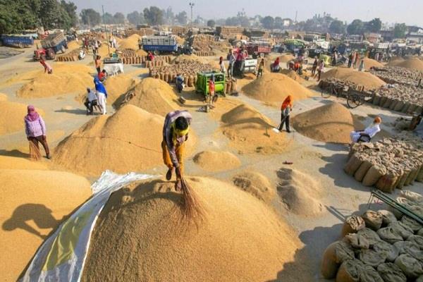 paddy harvest in punjab crosses 150 lakh metric tonnes