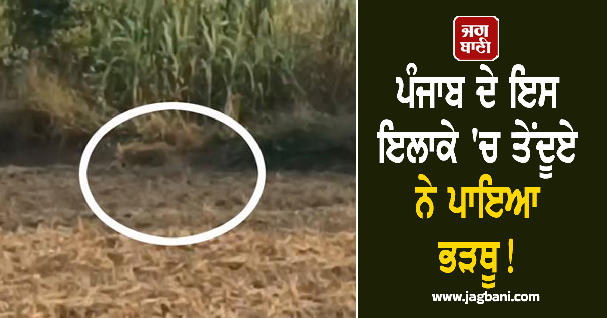 ਪੰਜਾਬ ਦੇ ਇਸ ਇਲਾਕੇ ''ਚ ਤੇਂਦੂਏ ਨੇ ਪਾਇਆ ਭੜਥੂ! ਲੋਕਾਂ ਦੇ ਸੂਤੇ ਗਏ ਸਾਹ, ਫ਼ੈਲੀ ਦਹਿਸ਼ਤ