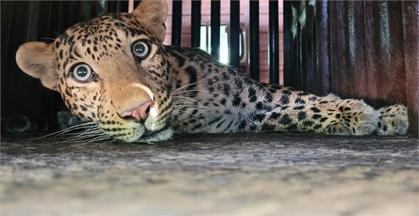 leopard enters residential area in nagpur