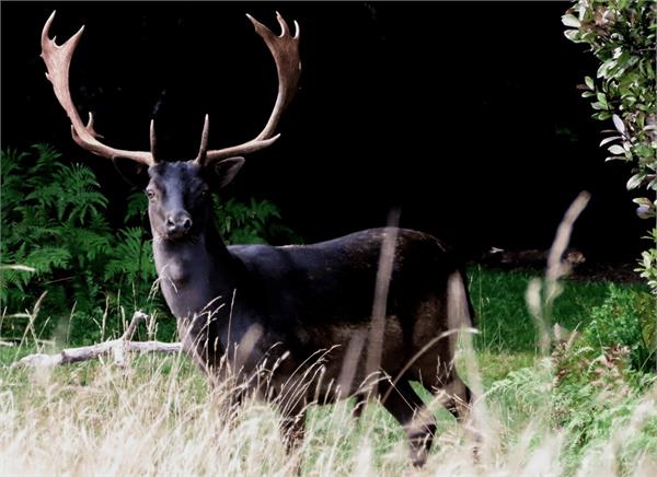 black deer